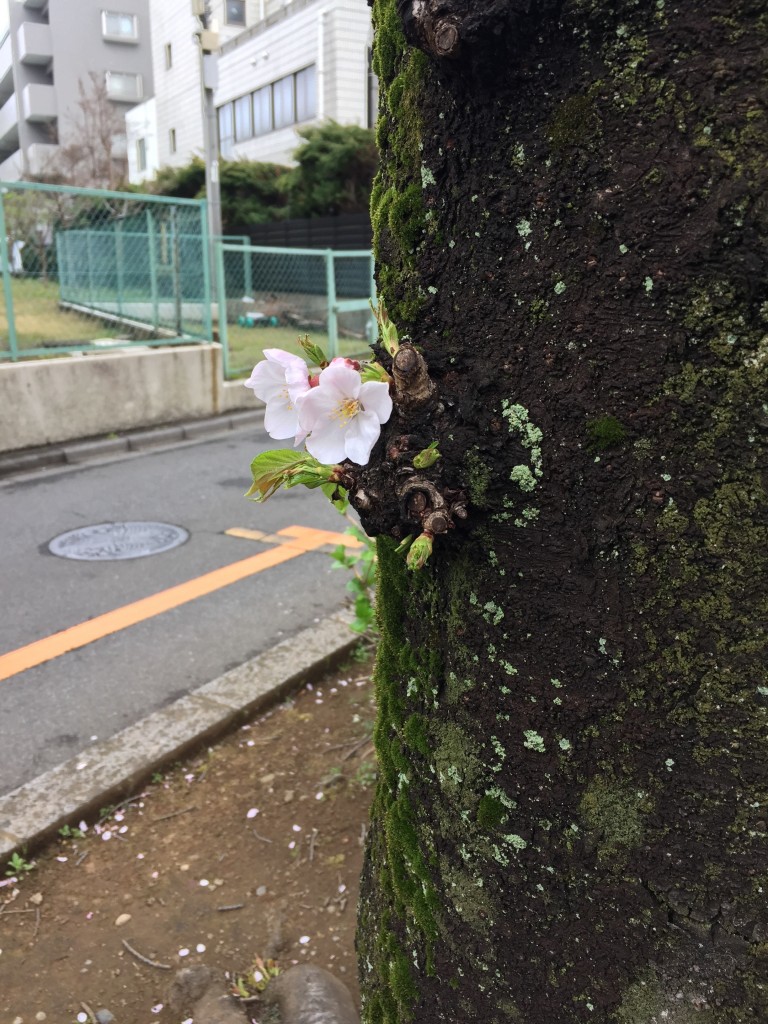 西南さくら祭り　木